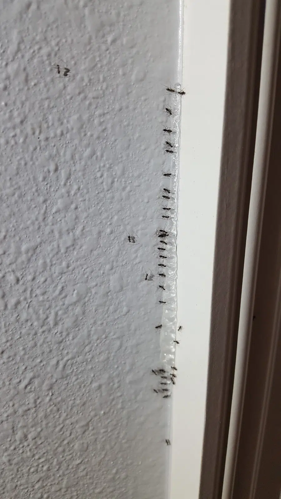 Trail of ants crawling along a white door frame — Soul Pest Control, Polk County, FL